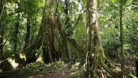 Falta de presupuesto compromete futuro del programa estrella de conservación ambiental de Costa Rica