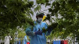 Gobierno veta parcialmente la legalización del cannabis medicinal y cáñamo