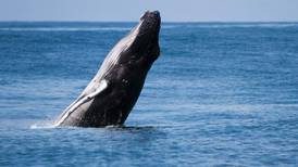 Ballenas jorobadas de más de 15 metros ya se dejan ver en el Pacífico Sur y la zona está lista para recibir turistas