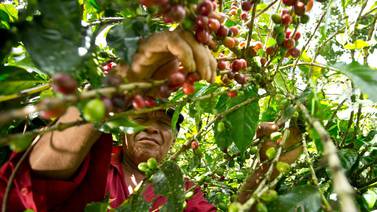 ¿Cuántos empleos se tendrán en la cosecha de café de este año?