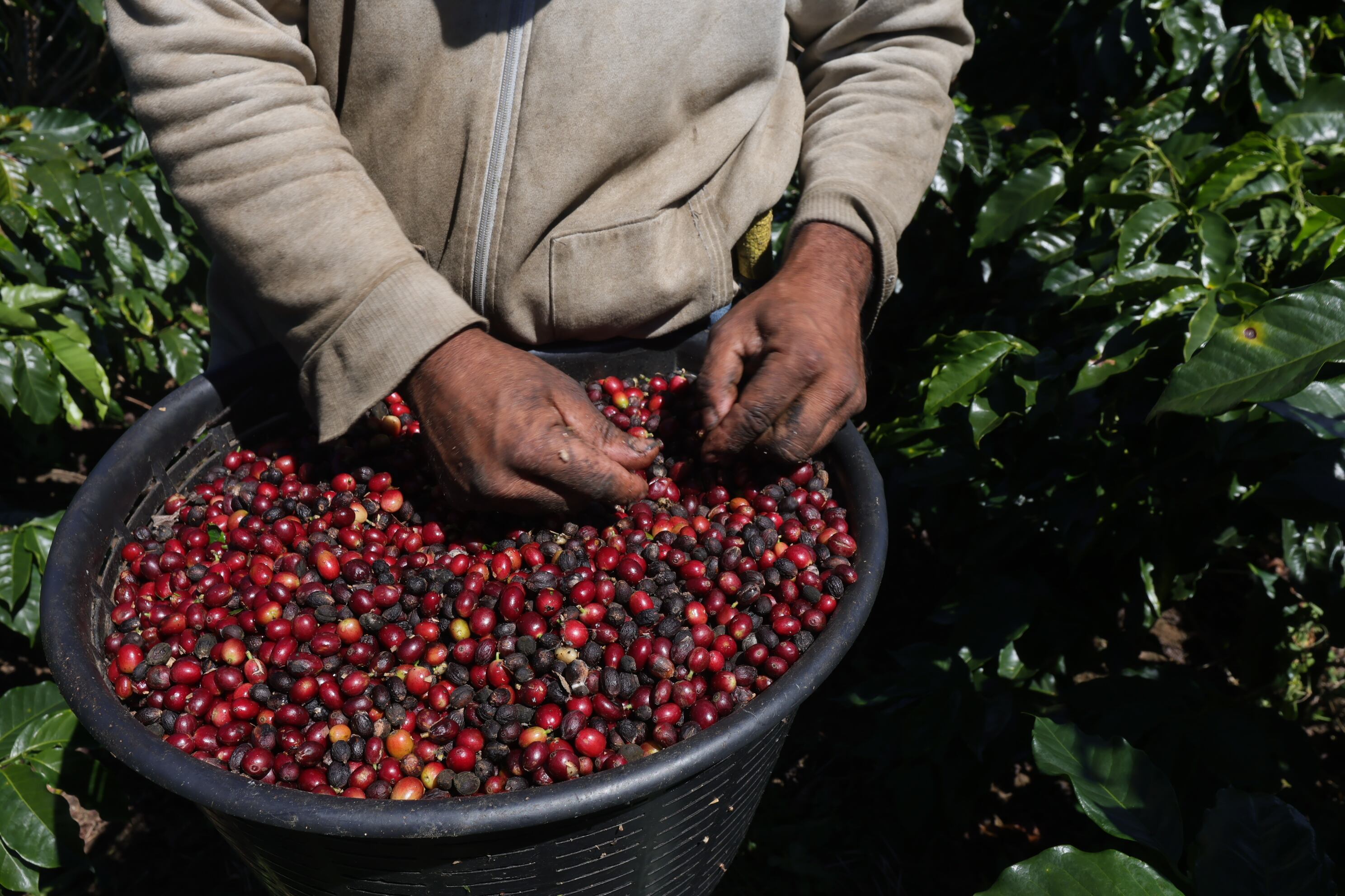 Campaña de la empresa Icafé Jale a coger café en Barva de Heredia / foto John Durán