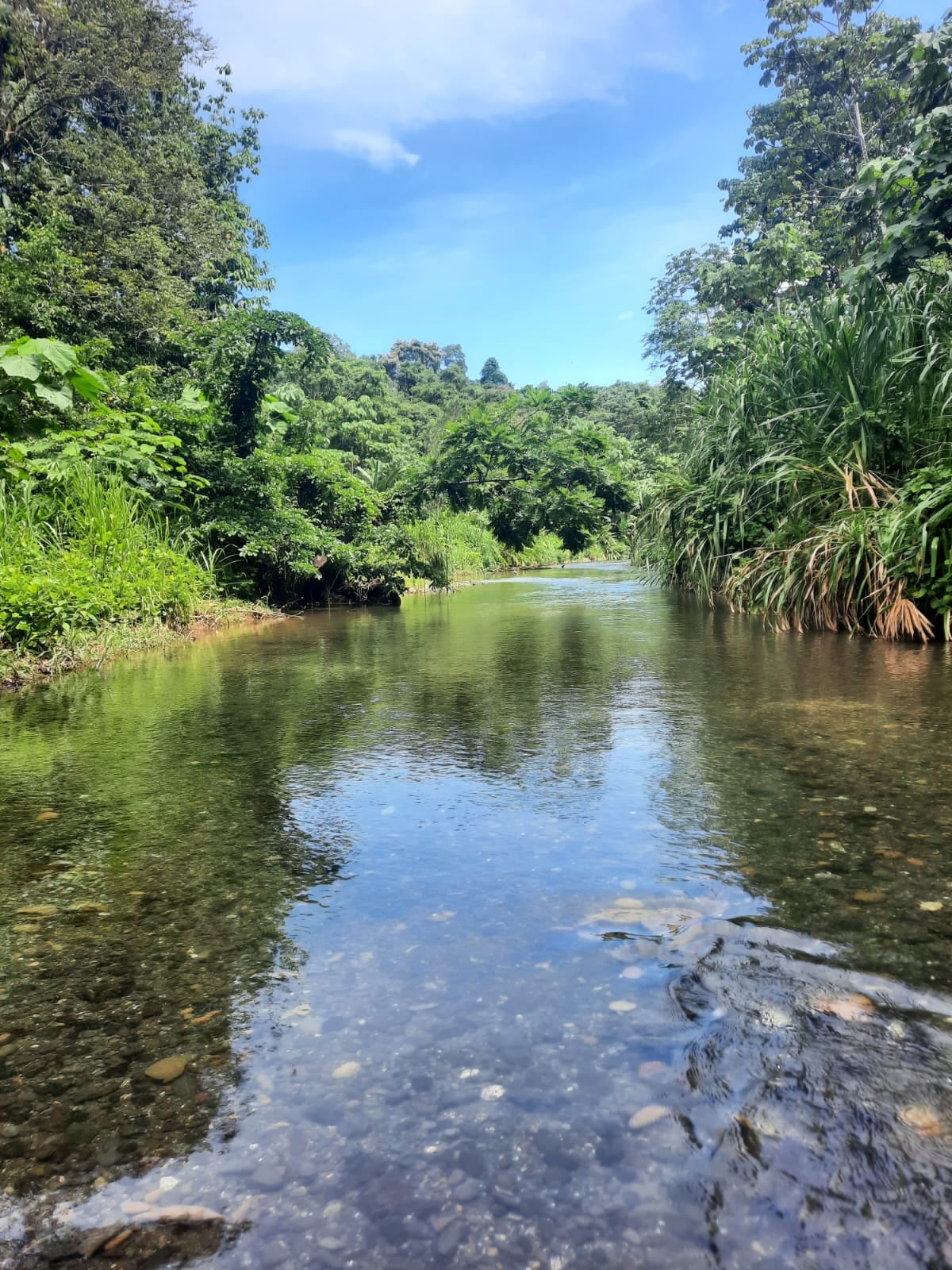 BioSur, Osa, Golfo Dulce