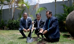 Árboles sobrevivientes a Hiroshima echan raíces en Costa Rica: le contamos cómo llegaron al país y dónde visitarlos