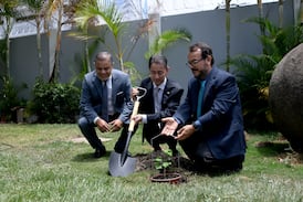 Árboles sobrevivientes a Hiroshima echan raíces en Costa Rica: le contamos cómo llegaron al país y dónde visitarlos
