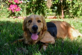 ¿Cuánto cuesta tener un perro en Costa Rica? Este es el presupuesto para las razas más populares