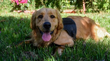 ¿Cuánto cuesta tener un perro en Costa Rica? Este es el presupuesto para las razas más populares