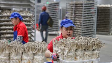 Los riesgos negativos de la recuperación global