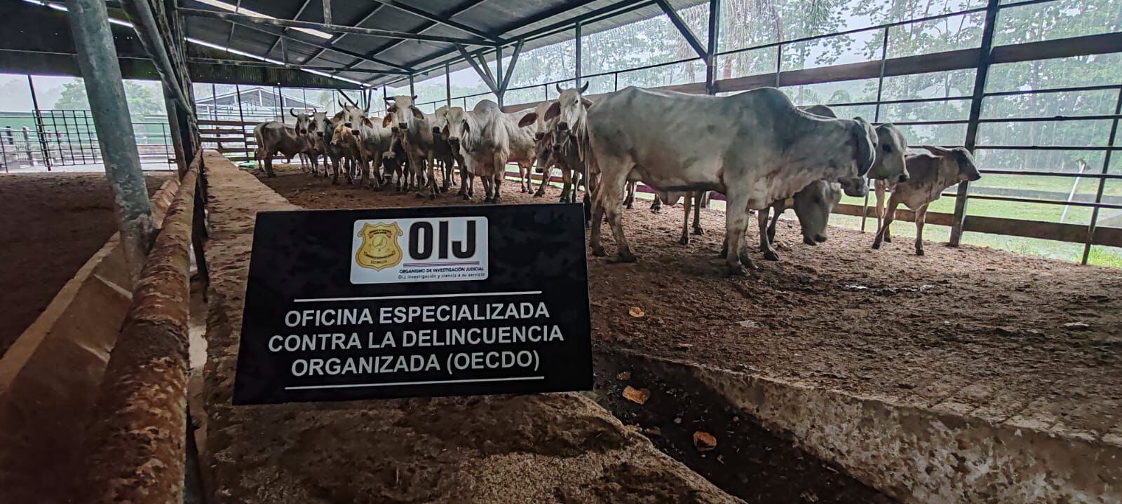 Dinero en efectivo, vehículos de lujo, botes, joya y ganado, figura entre lo decomisado por el OIJ al cartel del Caribe Sur.