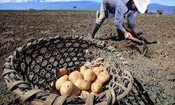 Agro costarricense deja atrás los números rojos: repunta 2,8% en el arranque de 2026