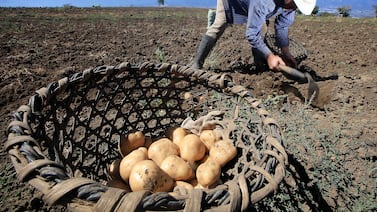 Agro costarricense deja atrás los números rojos: repunta 2,8% en el arranque de 2026