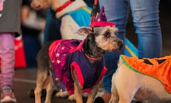 Cómo cuatro emprendimientos innovan con productos y servicios para mascotas en Costa Rica