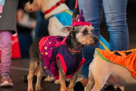 Cómo cuatro emprendimientos innovan con productos y servicios para mascotas en Costa Rica