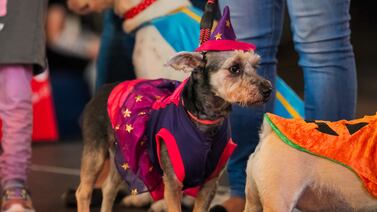 Este es el volumen del mercado de mascotas en Costa Rica