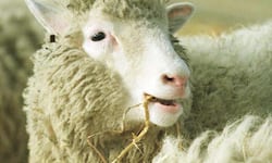 Científicos descubren límite para la clonación en mamíferos: la reproducción sexual sigue siendo vital para la supervivencia