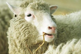 Científicos descubren límite para la clonación en mamíferos: la reproducción sexual sigue siendo vital para la supervivencia