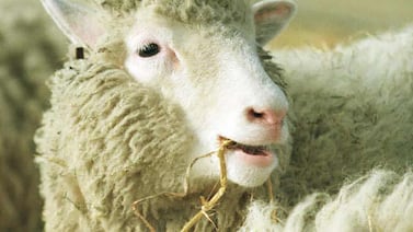 Científicos descubren límite para la clonación en mamíferos: la reproducción sexual sigue siendo vital para la supervivencia