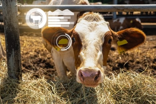 Vaca en un campo representando el impacto del decreto ejecutivo para rastrear ganado, considerado inoportuno e inconveniente por su efecto en pequeños productores.
