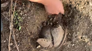 ¿Un hallazgo arqueológico como el hecho en una construcción de Pricesmart puede parar un movimiento de tierras? Esto dice la ley en Costa Rica