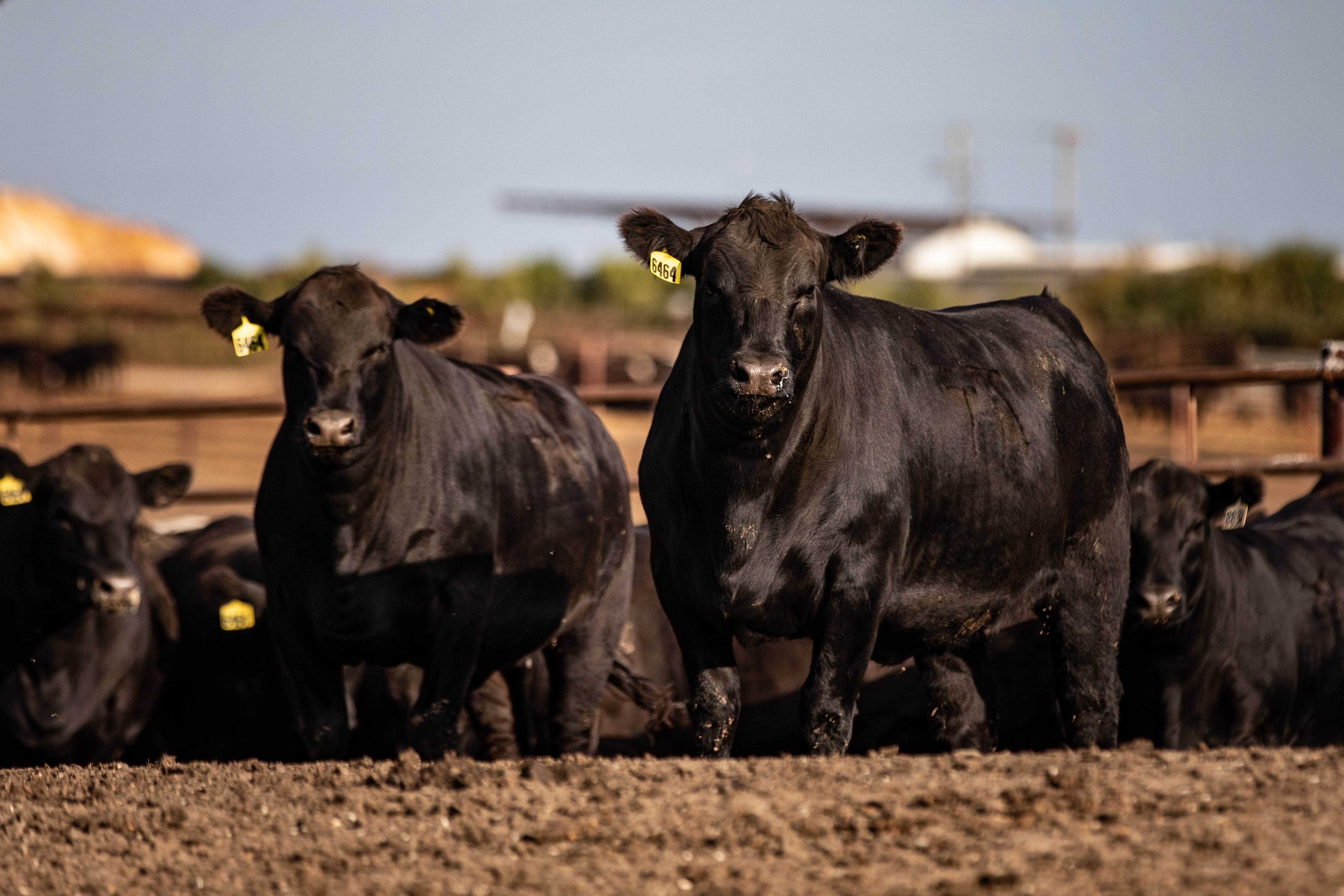 ganado, vacas, carne, ef de la mañana