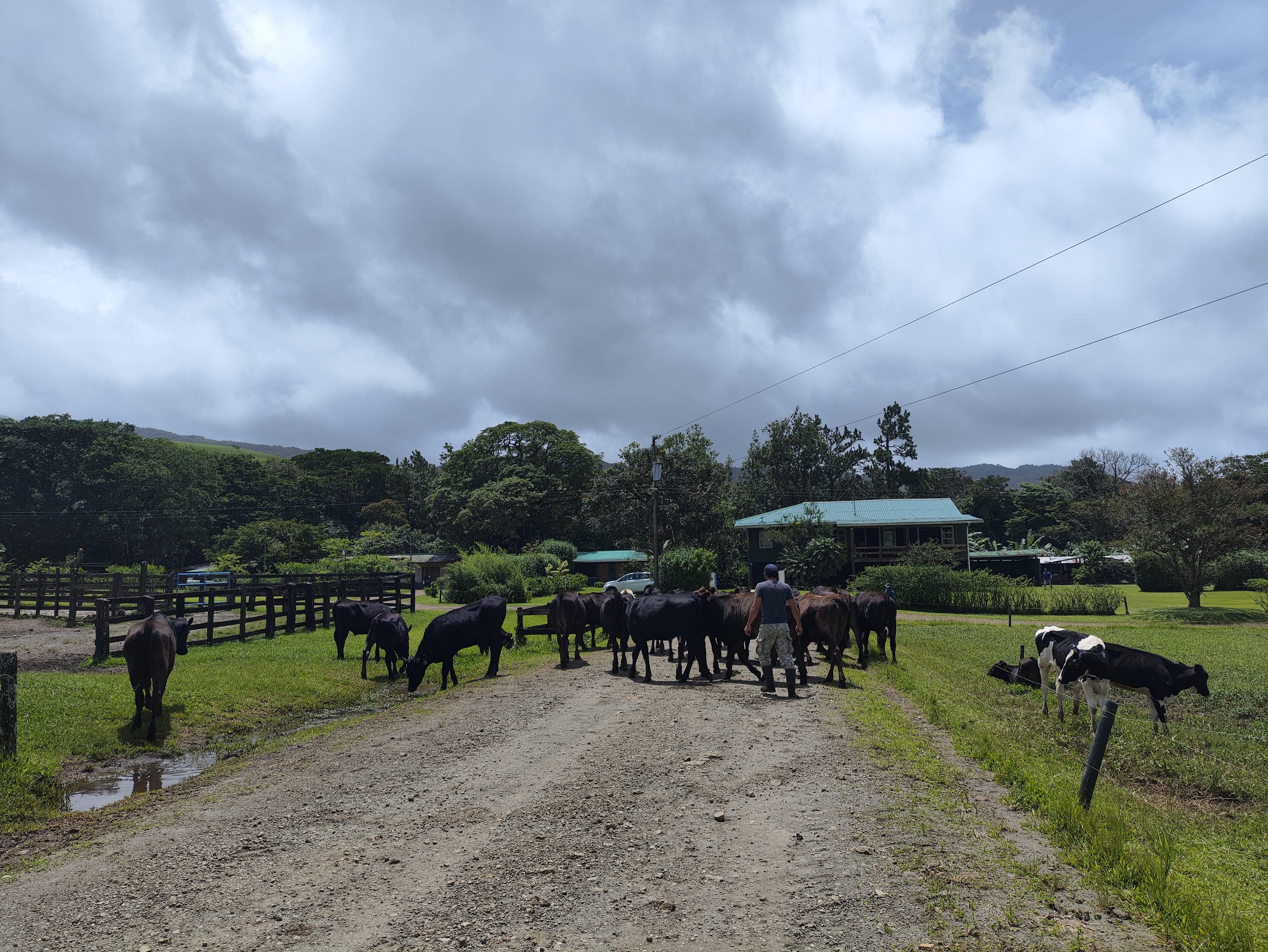 La Finca la Josefina se especializa en la venta de carne Wagyu, de origen japonés.