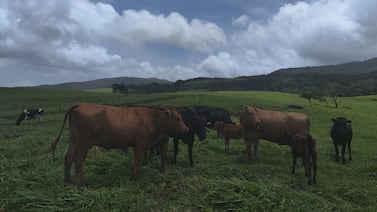 Premio al Crecimiento del Año: Finca La Josefina, la carne wagyū costarricense que conquistó a los hoteles de lujo