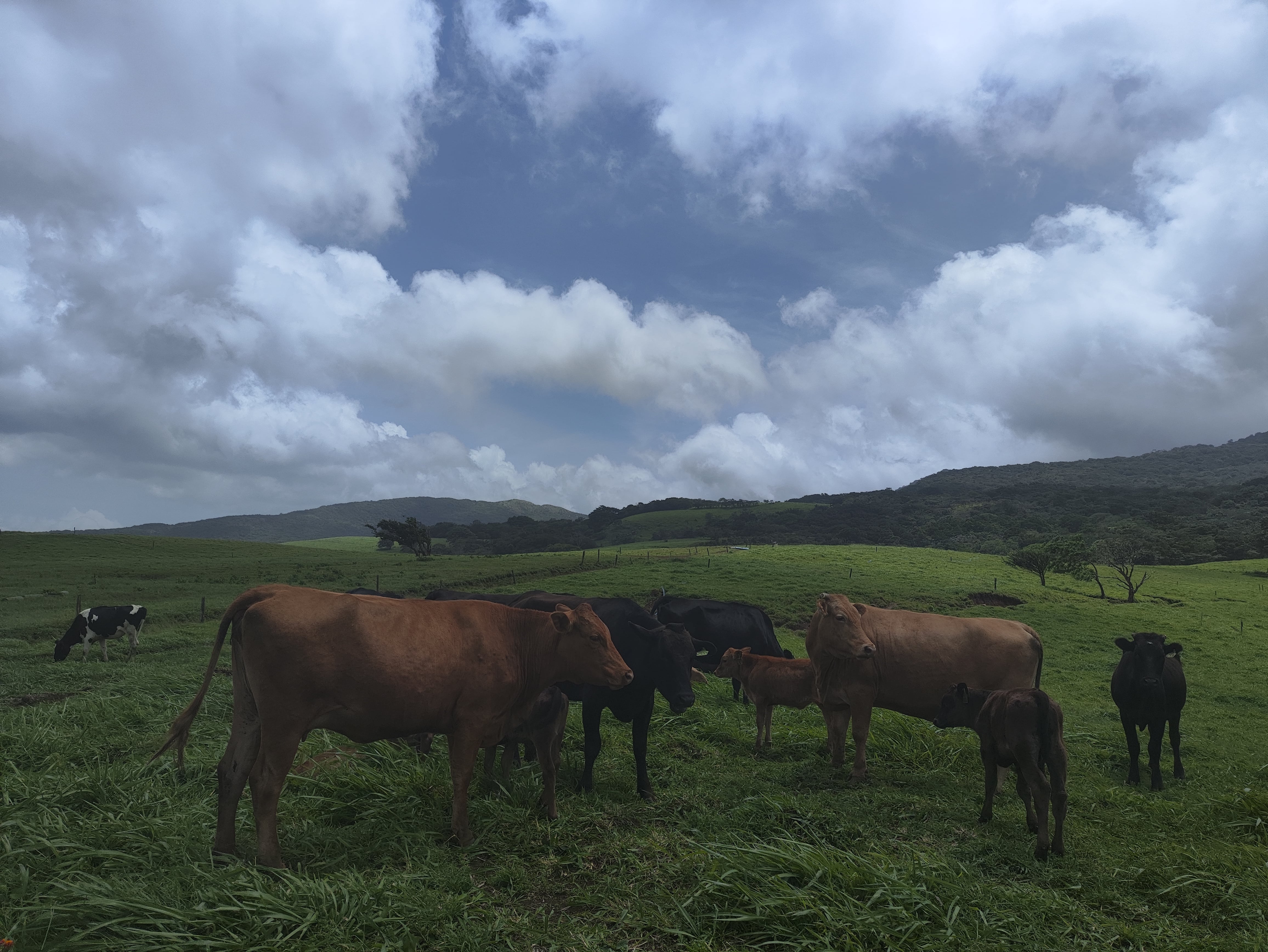 La Finca la Josefina se especializa en la venta de carne Wagyu, de origen japonés.