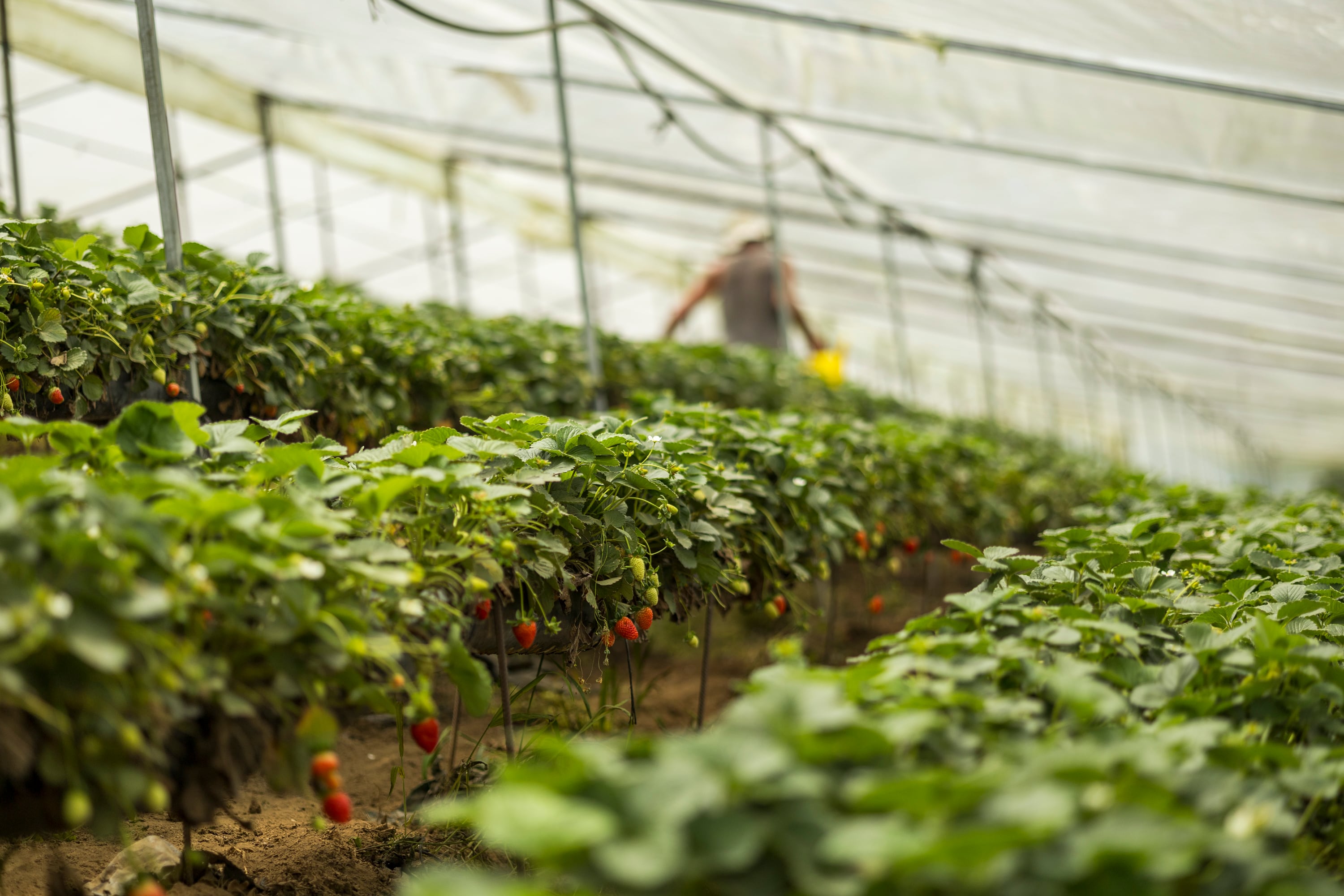 17/06/2024, San José, Coronado, San Rafael, entrevista con Henry Arroyo Núñez, Alexandra Vargas Marín y Abelardo Arroyo Vargas, para hablar del emprendimiento con las fresas, la venta por internet y en las ferias del agricultor.