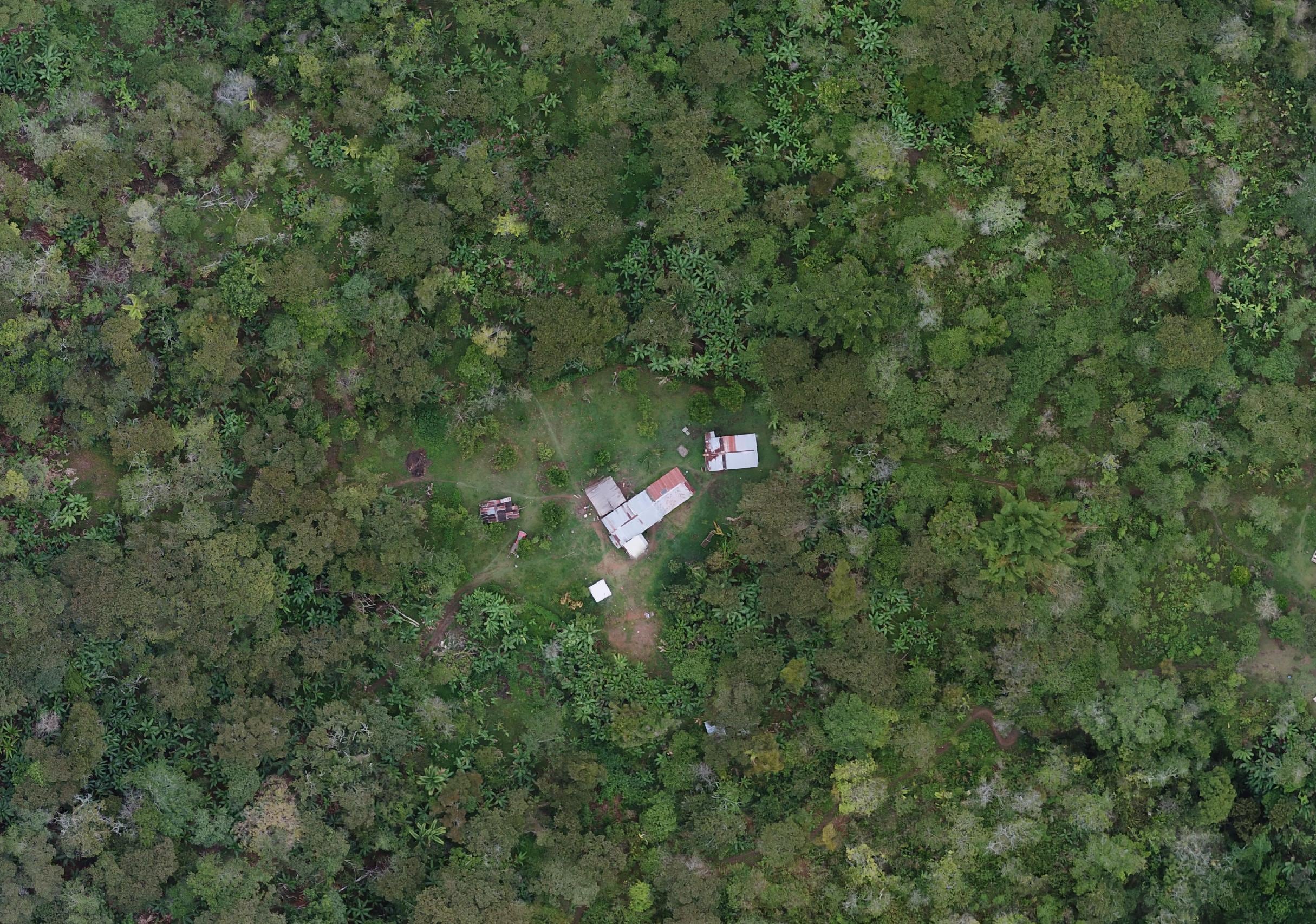 Imagen aérea de plantaciones de cacao