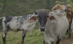 ¿Cómo se prepara el sector agropecuario de Costa Rica ante la llegada del fenómeno de El Niño?