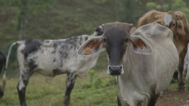 ¿Cómo se prepara el sector agropecuario de Costa Rica ante la llegada del fenómeno de El Niño?