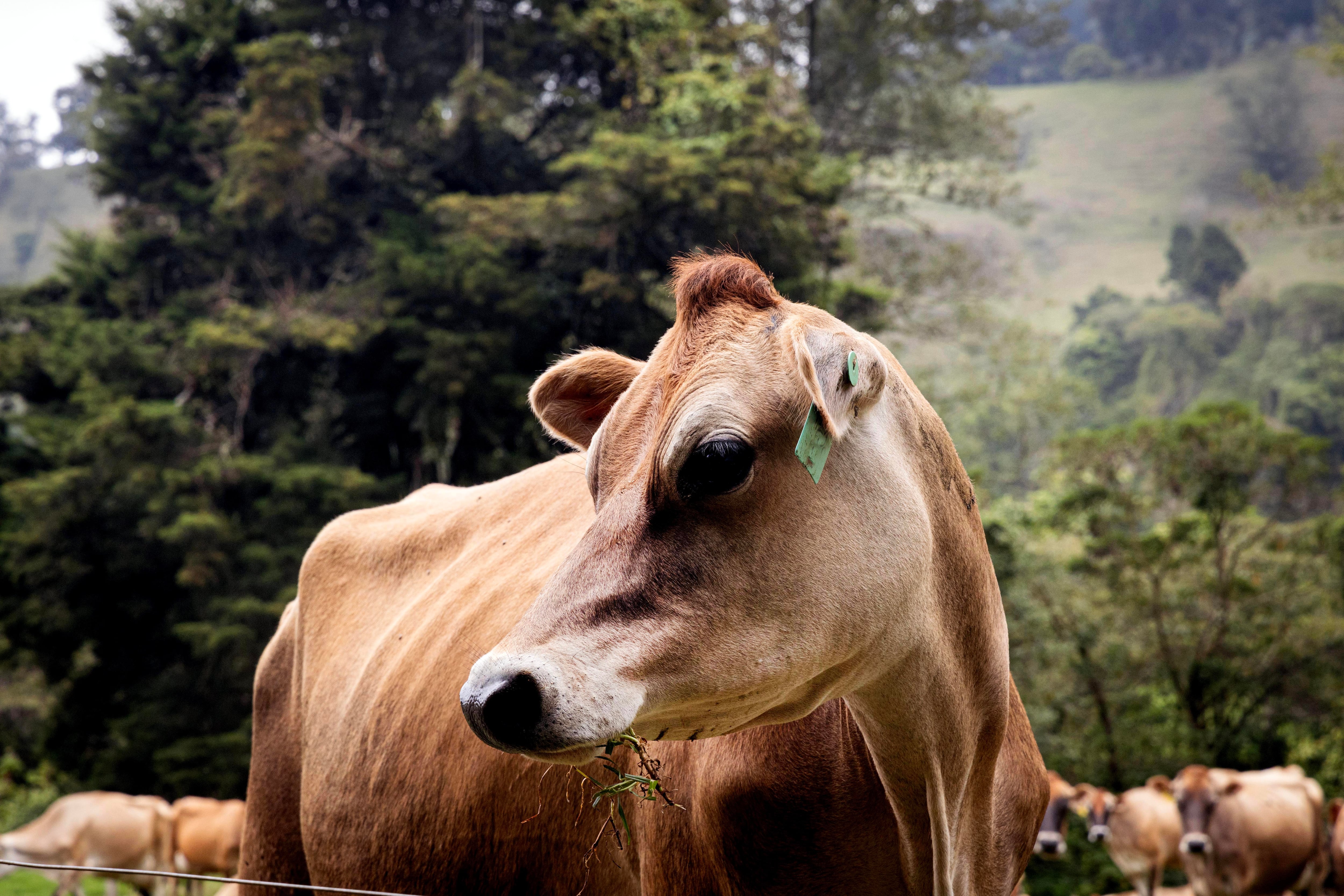 Vacas, ganado