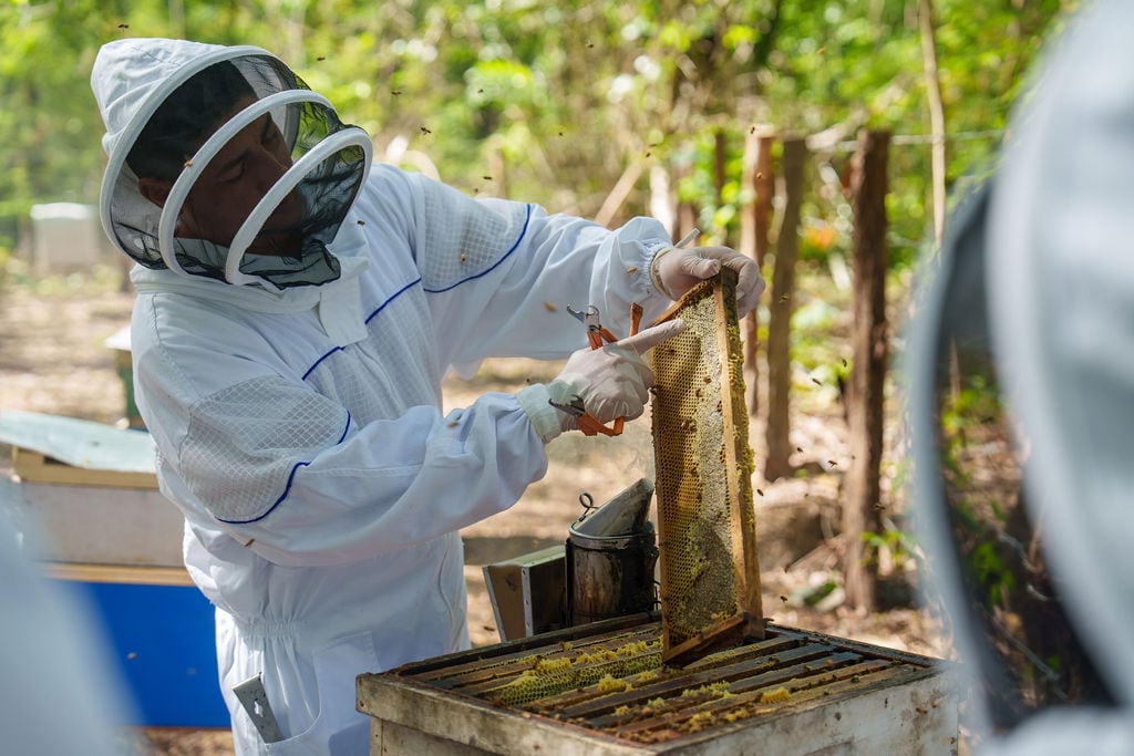 La Miel Reserva Conchal, de Guanacaste, fue premiada en los London Honey Awards 2025.