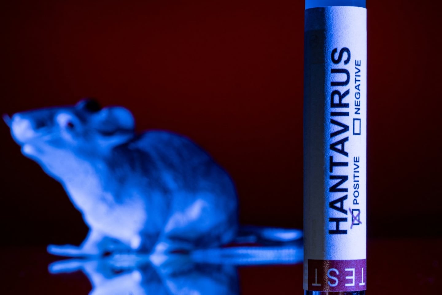 ¿Qué es el hantavirus? Origen, historia y el científico que lo descubrió
