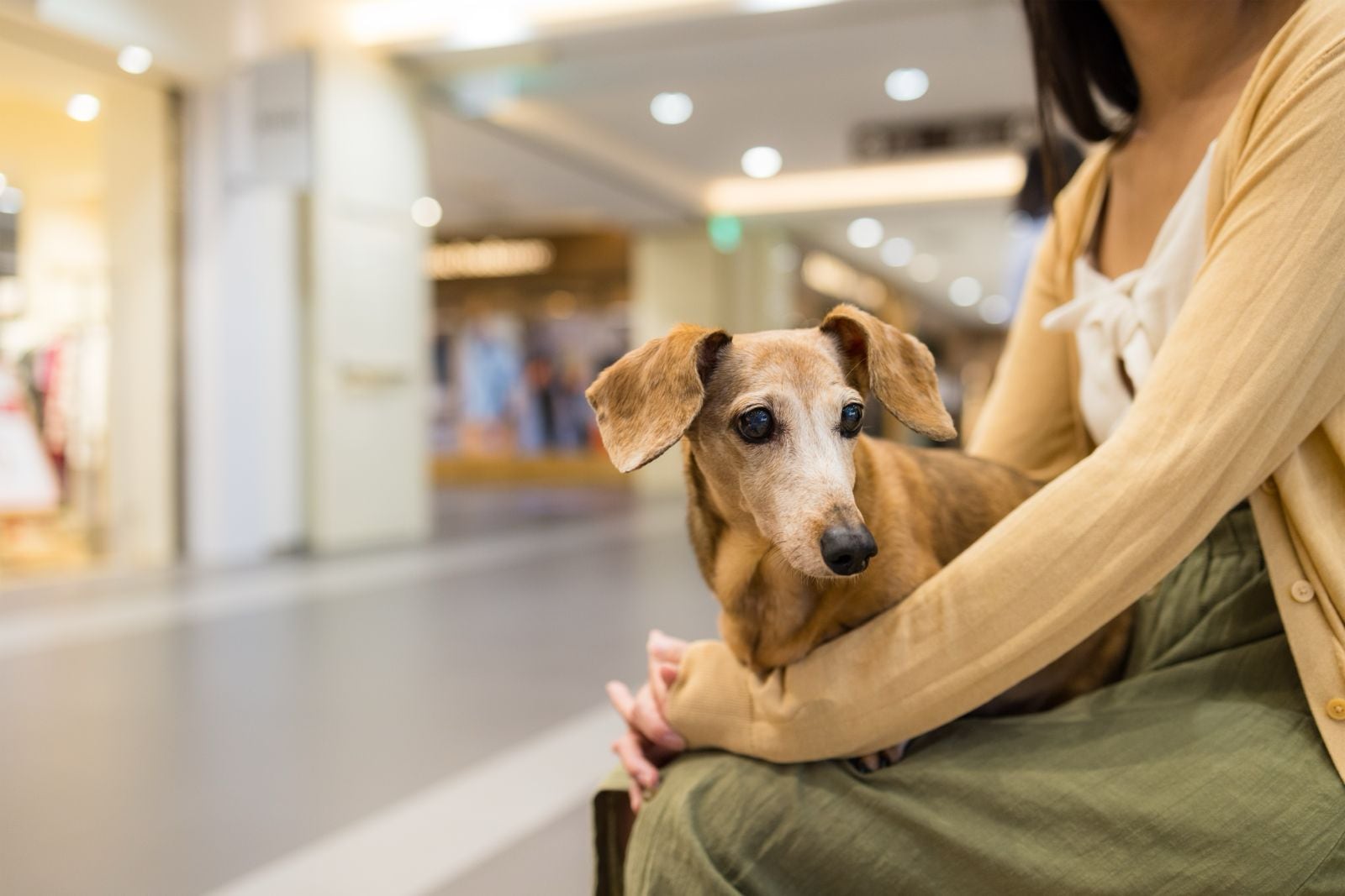 Ingreso de perros y gatos a áreas comunes y ciertos espacios identificados como pet firendly.