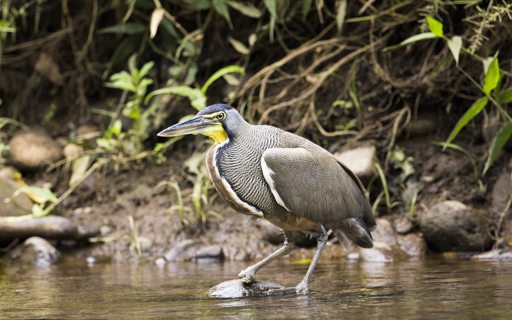 Una de las especies que habitan en Boca Tapada de San Carlos es la garza tigre cuenilluda.