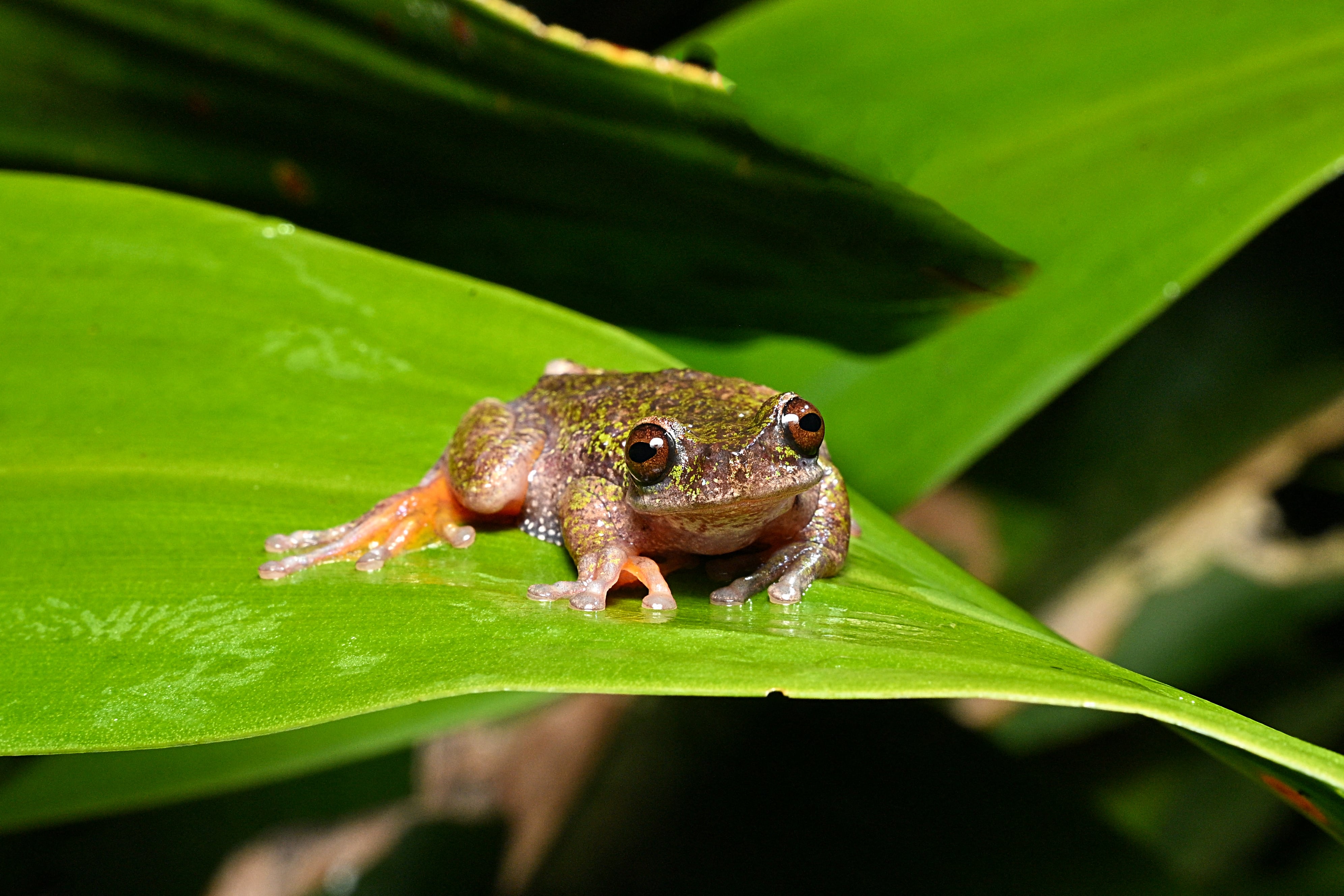 Descubren nueva especie de rana en Costa Rica