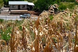 El Niño se intensifica rápidamente y alcanzará su nivel más alto en diciembre con riesgo de récords de temperatura