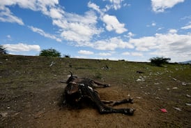 “América Central necesita ayuda inmediata”: ONU alerta de un fenómeno El Niño sin precedentes