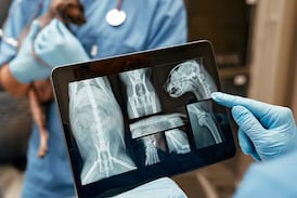 Podcast: El auge del ‘pet health’ en Costa Rica, familias impulsan la medicina veterinaria de alta especialización