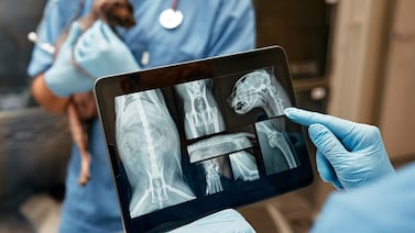 El auge del ‘pet health’ en Costa Rica: familias impulsan la medicina veterinaria de alta especialización