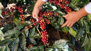 Mi reflexión sobre la cosecha del café y su relación con el concepto de éxito