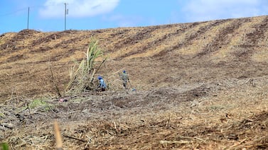 Baja producción en Tailandia e India por El Niño eleva el precio del azúcar
