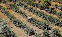 Sector agrícola de Costa Rica vuelve a crecer, pero el optimismo dura poco