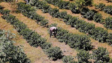 Sector agrícola de Costa Rica vuelve a crecer, pero el optimismo dura poco