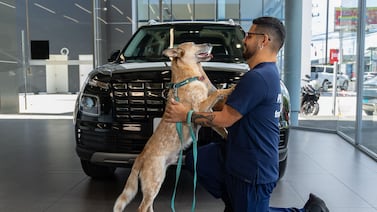 Zaguatón: Hyundai Grupo Q recogerá alimento todo el mes de julio para apoyar a Territorio de Zaguates y Cuna de Campeones