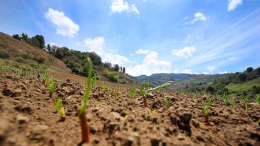 Cuatro impactos del fenómeno de El Niño que usted debe tomar en cuenta para las próximas semanas