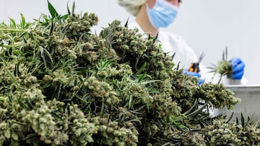 Los Países Bajos lanzan experimento piloto sobre suministro legal de cannabis