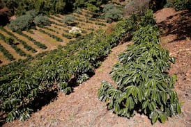 Estrés hídrico pasa factura en Costa Rica: Cosecha de café cae a su nivel más bajo en más de 50 años