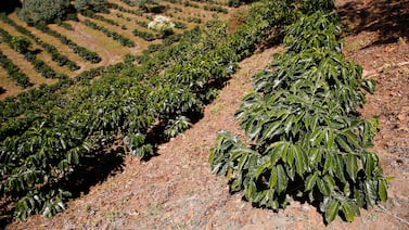 Estrés hídrico pasa factura en Costa Rica: Cosecha de café cae a su nivel más bajo en más de 50 años