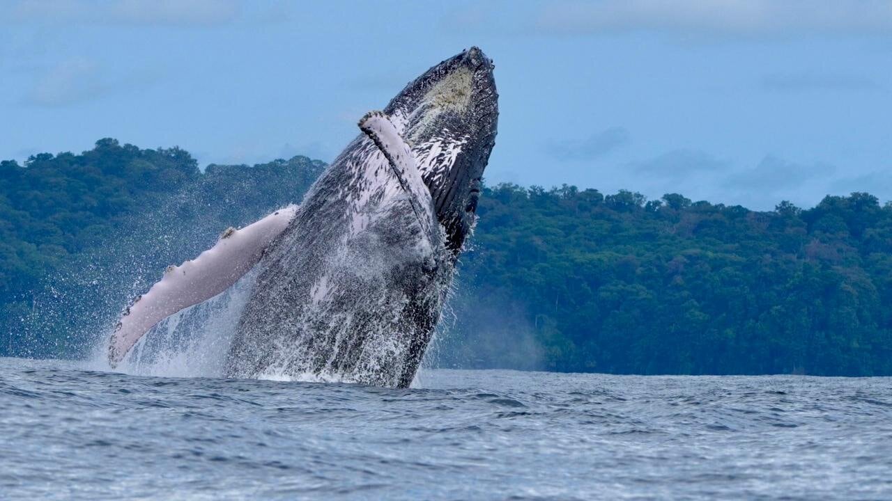 National Geographic se derrite en elogios para estos tesoros de Costa Rica.
